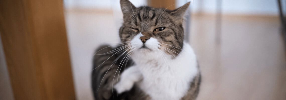 [paste advice page name here]